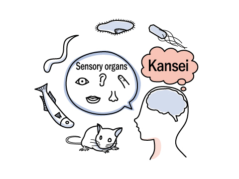 Kansei brain group